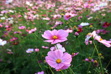 Gesang flowers in the park, China