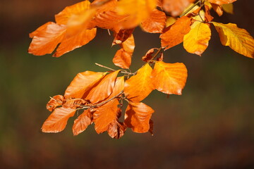 orange autumn leaf