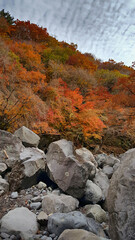 한국 제주도 한라산 둘레길 풍경
