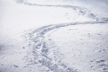 Winter forest landscape. Tall trees under snow cover. January frosty day in the park.