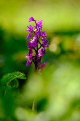 Fototapeta premium Kleine Knabenkraut, Anacamptis morio, Orchis morio