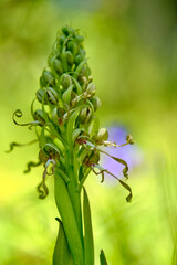 Obraz premium Bocks-Riemenzunge oder Bocksorchis, Himantoglossum hircinum