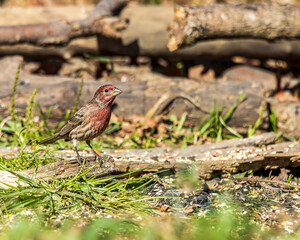 A beautiful male house finch perched in the forest. 