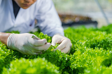 Scientists test the solution, Chemical inspection, Check freshness  at organic, hydroponic farm.