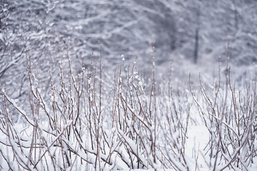 Winter forest. Landscape of the park in winter. Snow-covered trees at the edge.
