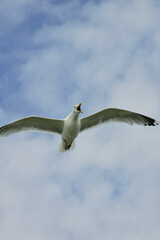 flying seagull