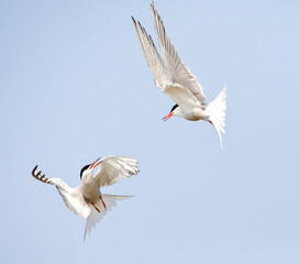 Visdief, Common Tern, Sterna hirundo