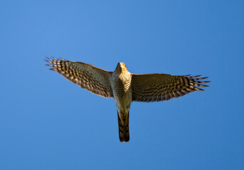 Sperwer, Eurasian Sparrowhawk, Accipiter nisus