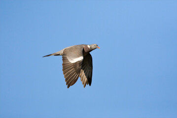 Houtduif, Common Wood Pigeon, Columba palumbus