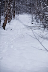 Obraz premium Winter forest. Landscape of the park in winter. Snow-covered trees at the edge.
