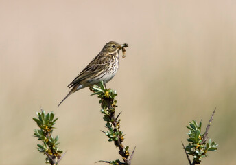Graspieper, Meadow Pipit, Anthus pratensis