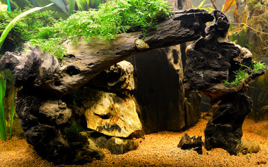 Fototapeta na wymiar Beautiful aquatic decor in an freshwater aquarium, with amazonian decor. This is aquascaping