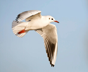 Kokmeeuw, Black-headed Gull, Chroicocephalus ridibundus
