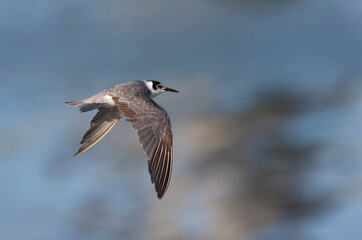 Black Tern, Chlidonias niger