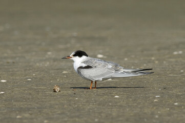 Common Tern, Visdief, Sterna hirundo