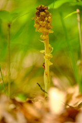 Vogel-Nestwurz,  Neottia nidus-avis