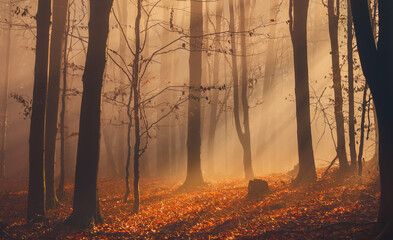 Autumn forest with colorful leaves and sun rays in misty fog