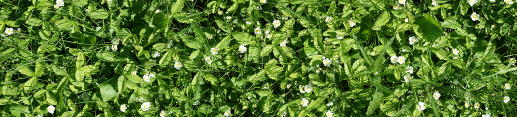 White wild berry flowers in green grass.