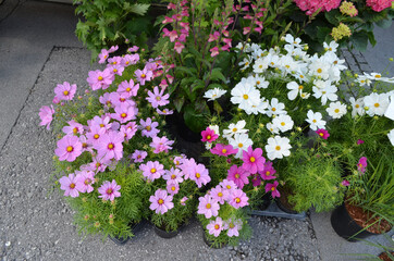Many delicate white and pink flowers of Cosmos plant in a British cottage style garden in a sunny summer day, beautiful outdoor floral background photographed with soft focus.