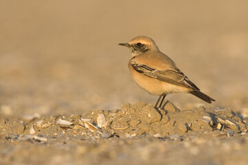 Desert Wheatear, Oenanthe deserti