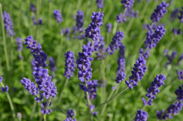 Fototapeta premium Many small blue lavender flowers in a sunny summer day in the South of France, beautiful outdoor floral background photographed with soft focus.