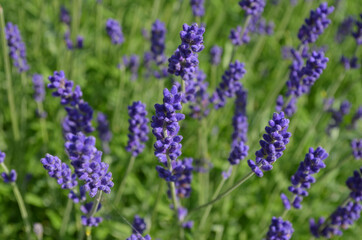 Many small blue lavender flowers in a sunny summer day in the South of France,  beautiful outdoor floral background photographed with soft focus.