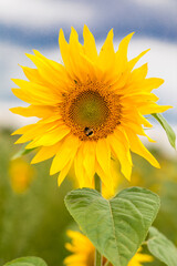 Farbenprächtige Sonnenblume mit Hummel