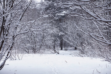 Winter forest. Landscape of the park in winter. Snow-covered trees at the edge.