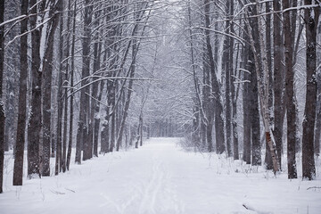 Winter forest. Landscape of the park in winter. Snow-covered trees at the edge.