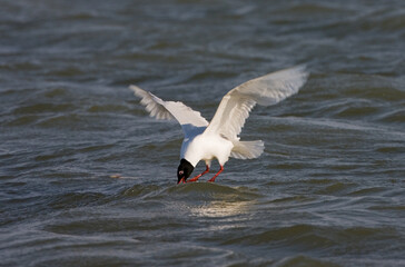 Mediterranean Gull, Zwartkopmeeuw, Larus melanocephalus