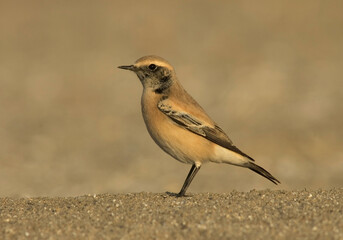 Desert Wheatear, Oenanthe deserti