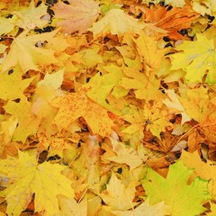 Leaf fall. Autumn background with fallen colorful yellow, golden maple leaves on the ground. Bright autumn foliage. Natural autumn background 