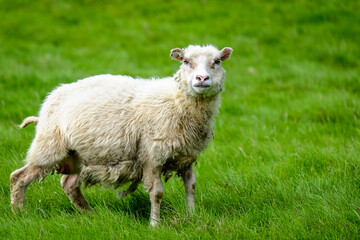 Naklejka na ściany i meble Inquisitive sheep or Lamb