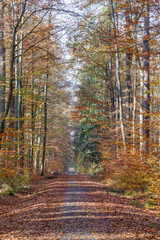 Fototapeta premium Autumn in the Bergwerkswald close to Grossen-Linden, Hessen, Germany