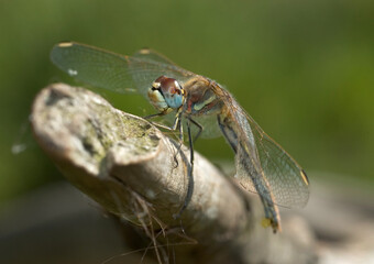 Zwervende Heidelibel, Red-veined Darter, Sympetrum fonscolombii