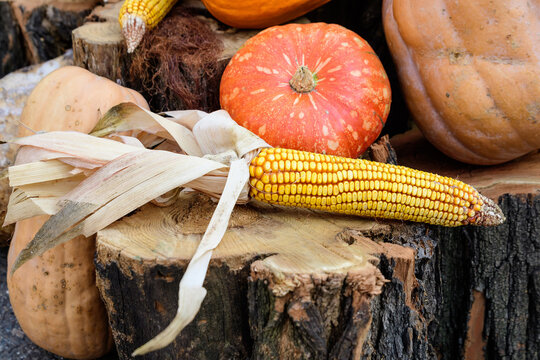 Group of decorative orange pumpkins and corn sticks on wooden logs displayed for sale at a street food market, beautiful outdoor autumn decorations photographed with soft focus.
