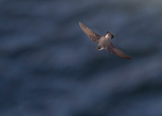 Eurasian Crag Martin, Rotszwaluw, Ptyonoprogne rupestris