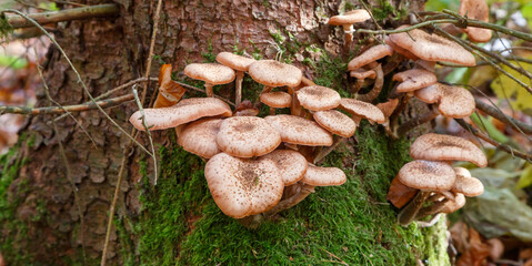 Mushrooms in the Forest (Bergwerkswald, Grossen-Linden, Hessia Germany) during awalk in autum
