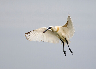 Lepelaar, Eurasian Spoonbill, Platalea leucorodia