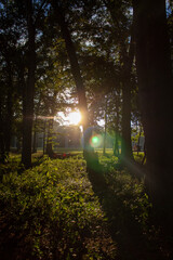 Obraz premium sun shining through the forest