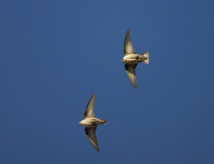 Eurasian Crag Martin, Rotszwaluw, Ptyonoprogne rupestris