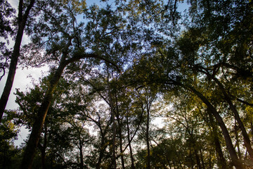 Fototapeta premium trees and sky