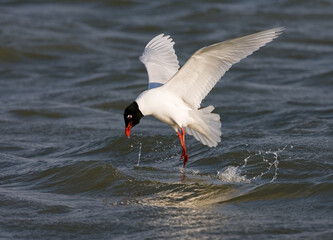 Mediterranean Gull, Zwartkopmeeuw, Larus melanocephalus