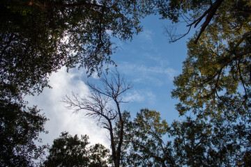 Obraz premium trees in the sky