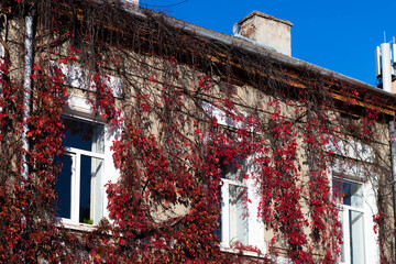 Red plants grows on the wall of the house. Fantastic red tree on the wall outdoors in Eastern Europe