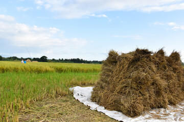 Thai farmers pile the dried ears of rice and pile them onto a large sheet of cloth on the ground to thresh the rice.