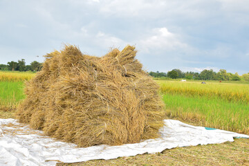 Thai farmers pile the dried ears of rice and pile them onto a large sheet of cloth on the ground to thresh the rice.