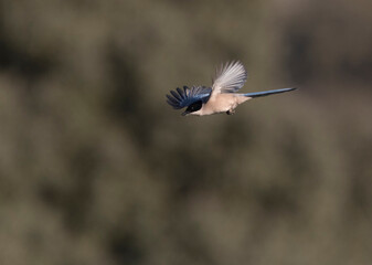 Iberian Magpie, Cyanopica cooki