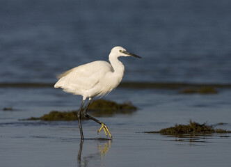 Little Egret, Kleine Zilverreiger, Egretta garzetta