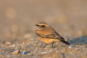 Desert Wheatear, Oenanthe deserti
